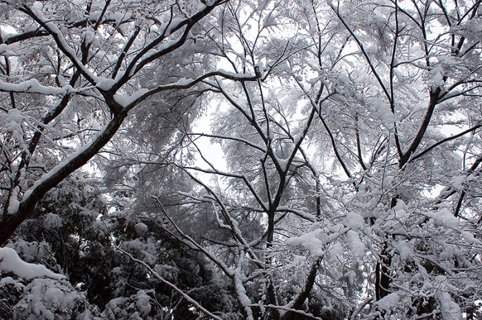 Снежные ветви деревьев